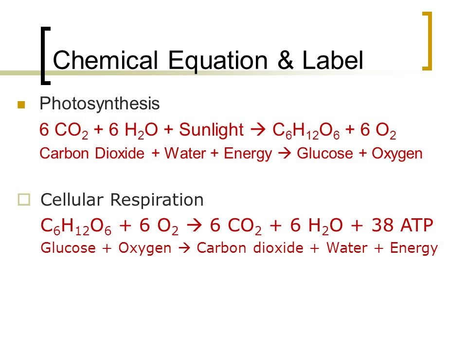 Cellular Respiration 2 Diagram Quizlet