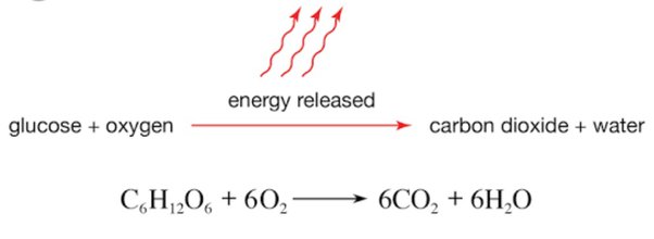 Cellular Respiration