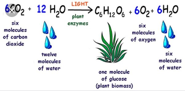 For Photosynthesis And Respiration