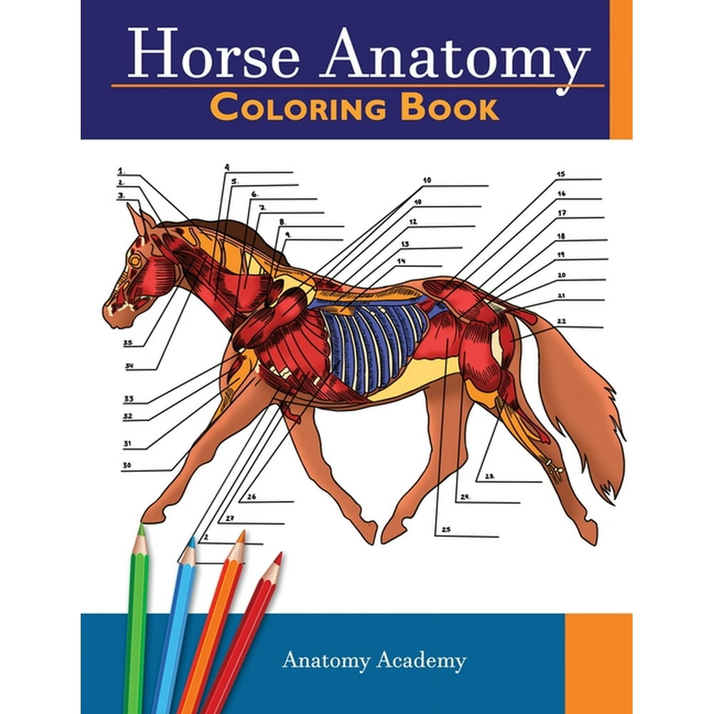 Horse Anatomy Diagram For Kids