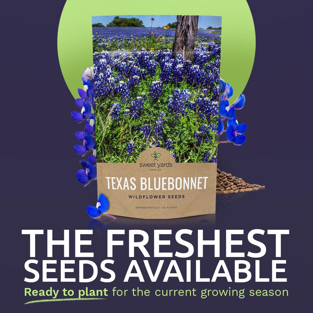 Texas Bluebonnet Wildflower Seeds - Bulk 1/4 Pound Bag - Over 4,000 ...