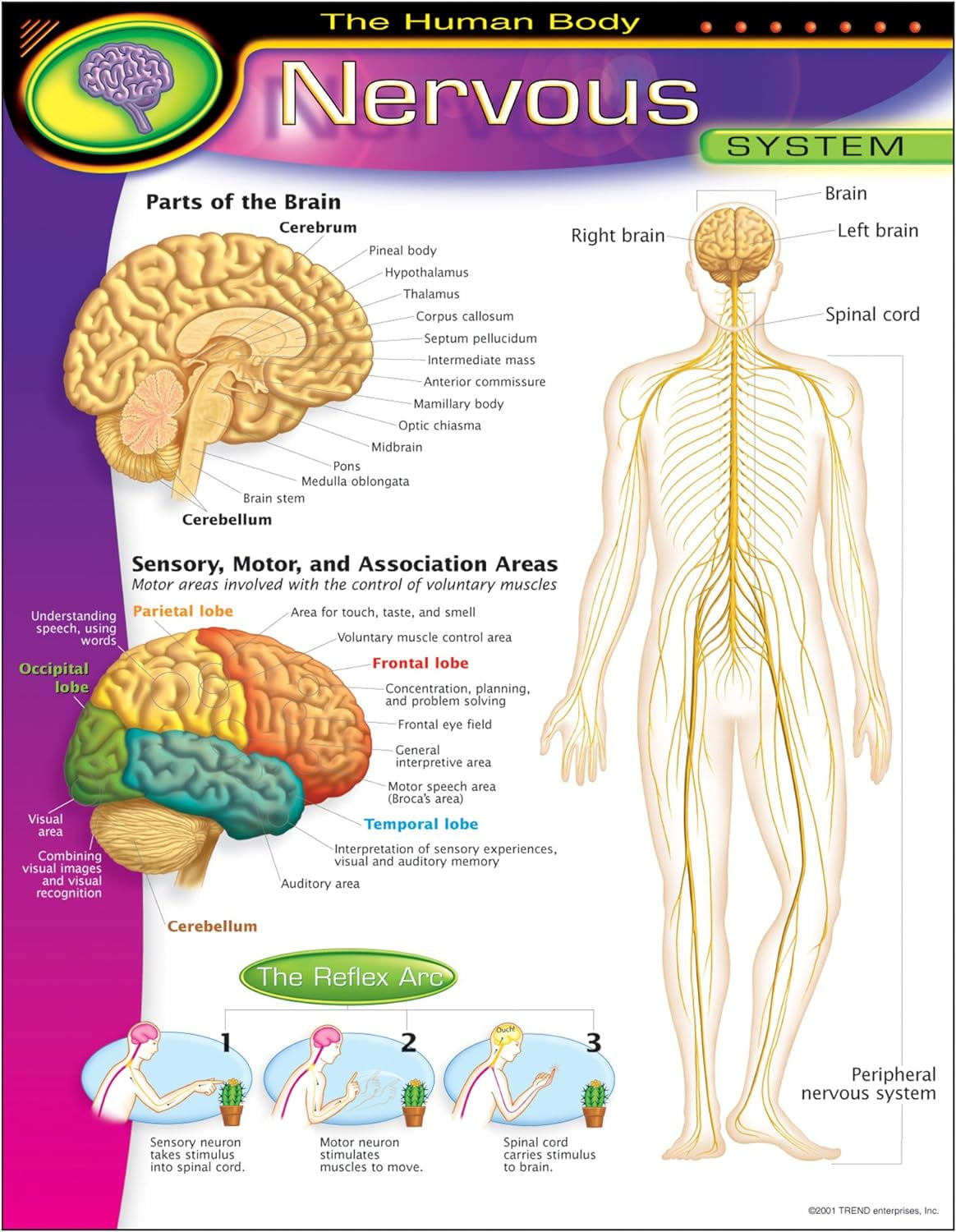 T-38089 CHART NERVOUS SYSTEM - Walmart.com