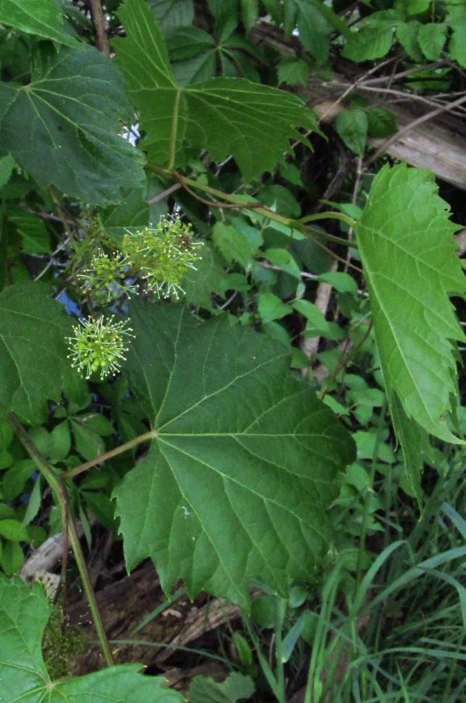 Iowa wildflower Wednesday: Wild grape, plus poison ivy - Bleeding Heartland