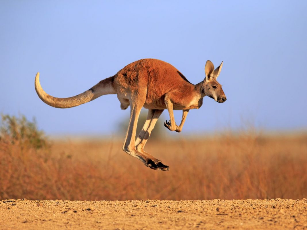 Largest Kangaroo in the World