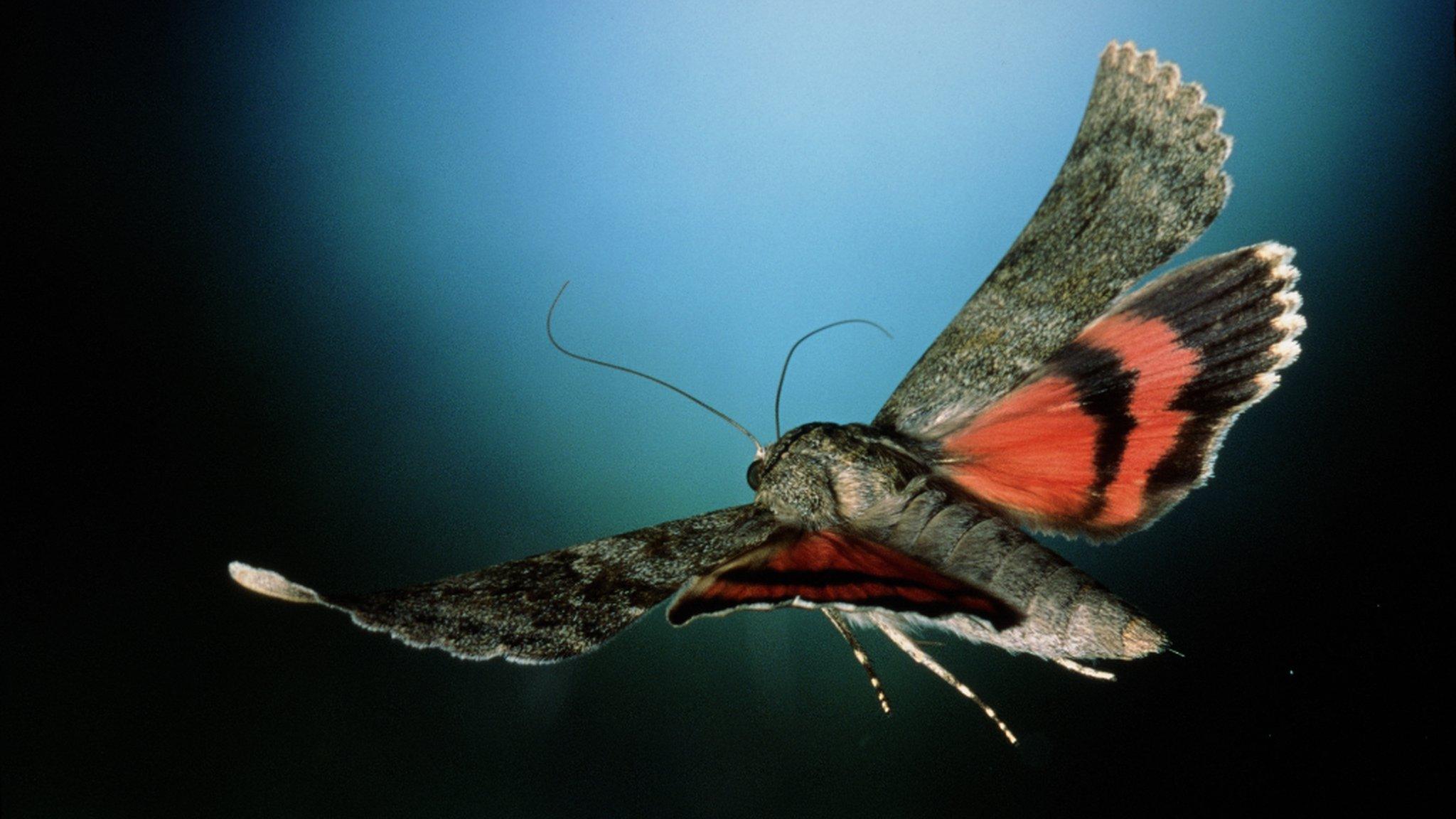 Moth in flight (c) SPL