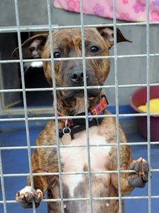 Dog at Wood Green shelter