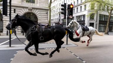 Two horses, one black and one grey, kitted out in bridles, reins and saddles, gallop freely through central London in bright daylight. The grey horse appears to be injured with what looks like blood on its chest. A set of traffic lights on red and office buildings can be seen behind them.