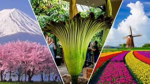 Split image from left to right, cherry blossom in Japan, the corpse flower in Sumatra and tulip fields in the Netherlands.