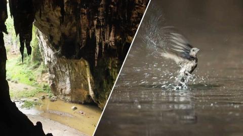 Composite image showing the entrance to a large cave with stalagmites visible in the foreground, and a swift in a body of water flapping its wings