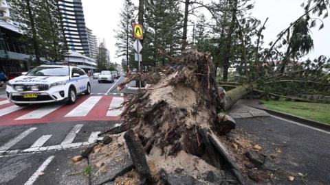 A fallen tree is seen along the esplanade at Coolangatta on the Gold Coast, Australia, 07 March 2025.