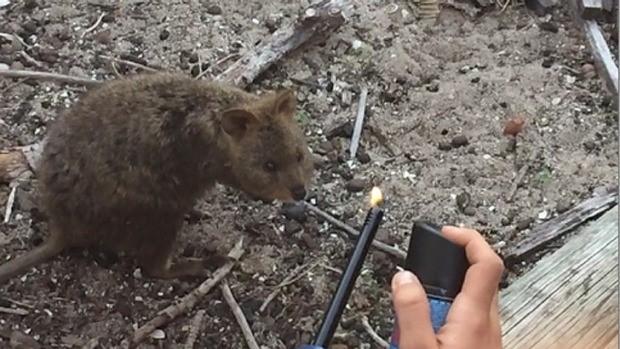 Still taken from the court video of Vallet and Batrikian's burning of a quokka, provided by WA Today