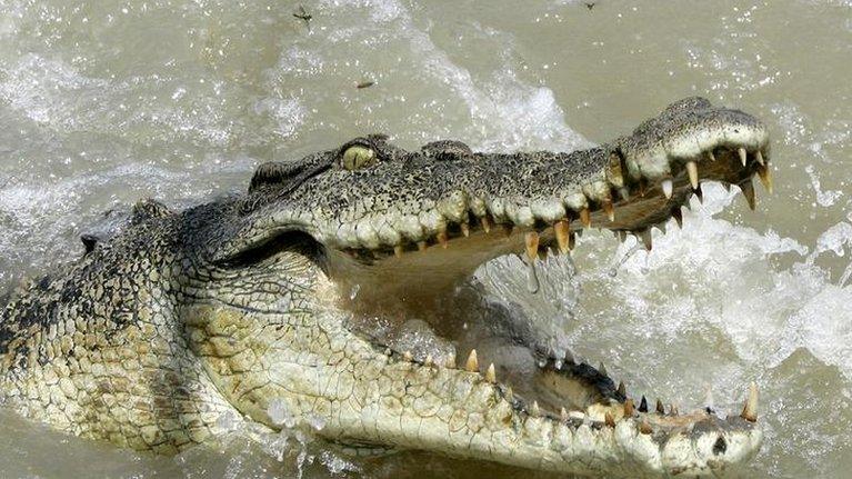 File picture of Australian saltwater crocodile