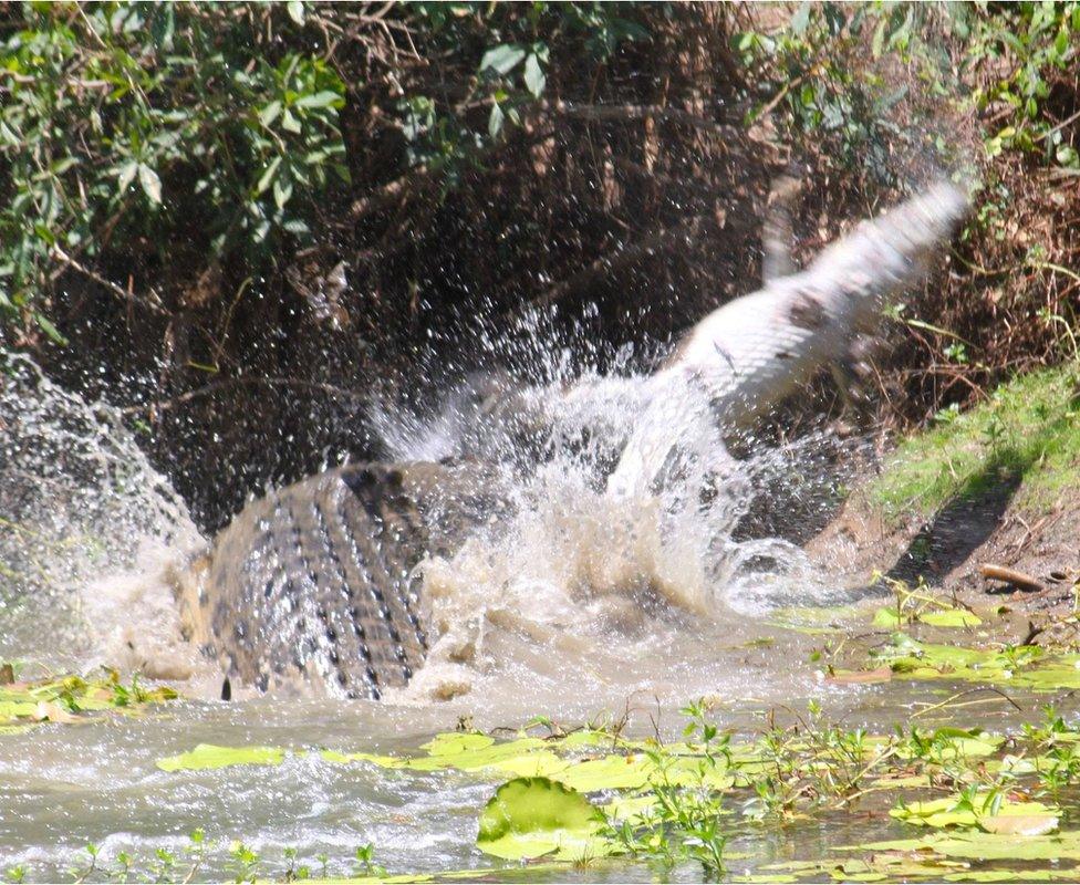 Crocodile swings another smaller crocodile by the tail in Rinyirru National Park