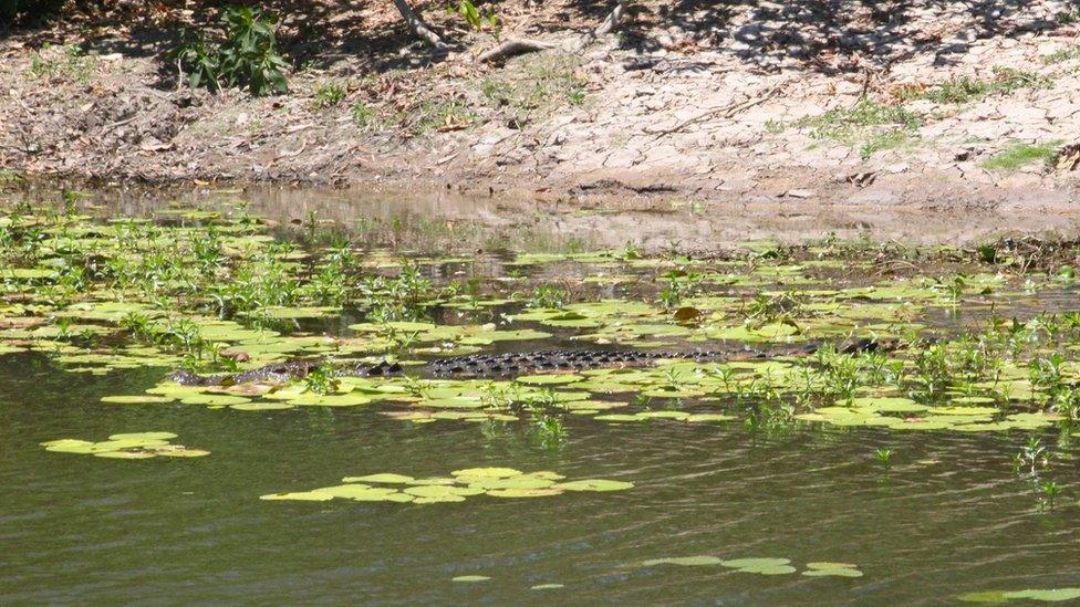 Crocodile in the water after the attack