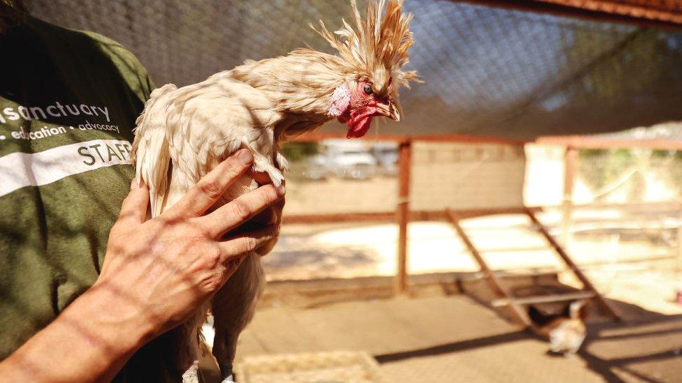 Rescued chicken