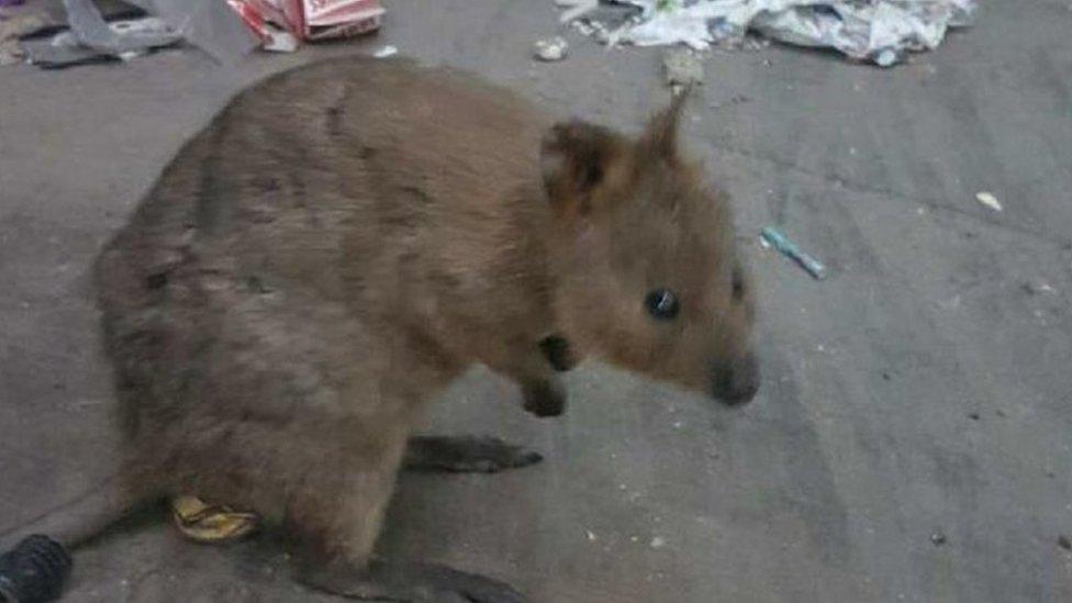 The quokka at the recycling centre