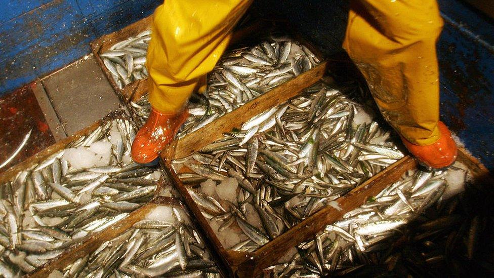 Caught fish aboard a Spanish trawler