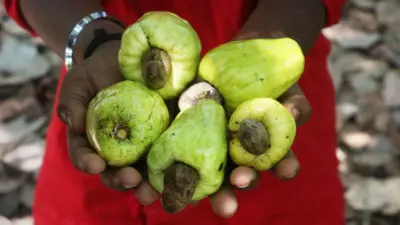 Un ouvrier agricole tient des fruits de cajou, sous lesquels poussent des noix de cajou.