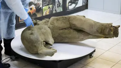 Cadáver de un bebé mamut acostado sobre una mesa circular mientras un científico con delantal protector y guantes protectores azules apunta hacia su cabeza.