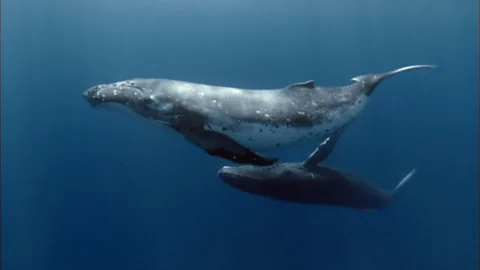 Humpback whale