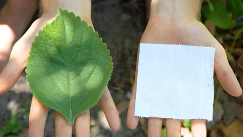 The leaves of the plant used for toilet paper next to a mint leaf (Credit: Robin Greenfield)