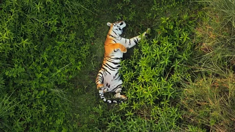 Mother tiger hunts to feed her grown-up cubs