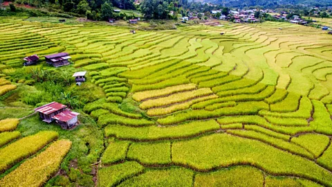 A visit to indigenous rice wine brewers of Malaysian Borneo