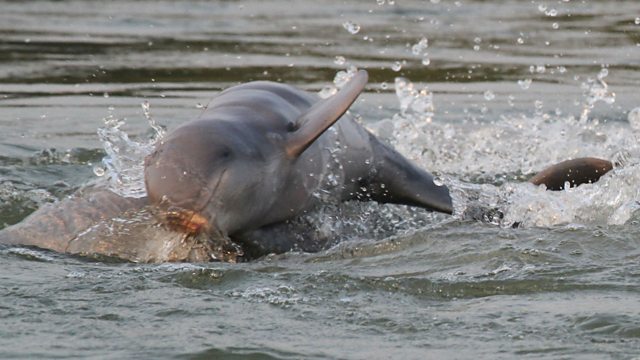 BBC World Service - Newshour, Boost in number of endangered Mekong ...