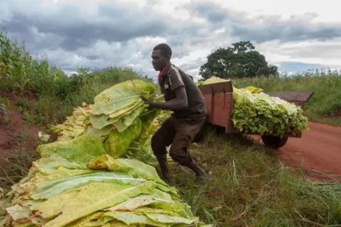 AFP A tobacco farmer loads freshly harvested green tobacco leaves into an ox-driven cart at Nambuma in Dowa District, central Malawi, 8 April 2022