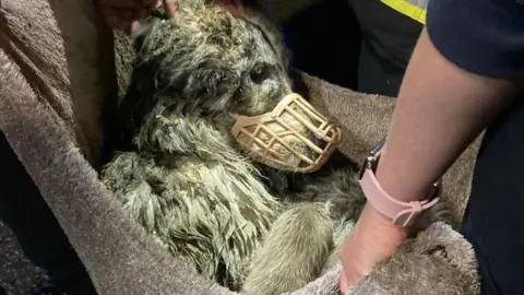 Cleveland Fire Brigade The Caucasian Shepherd being rescued