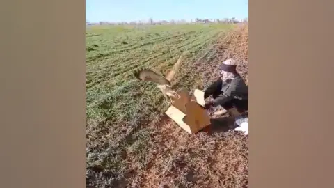 A member of the charity releasing the buzzard back into the wild