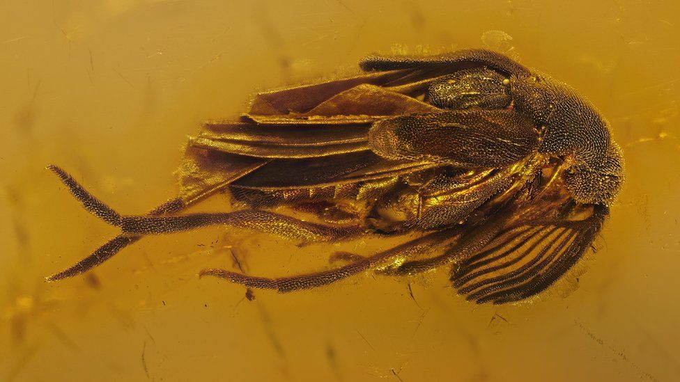 Prehistoric Insects In Amber