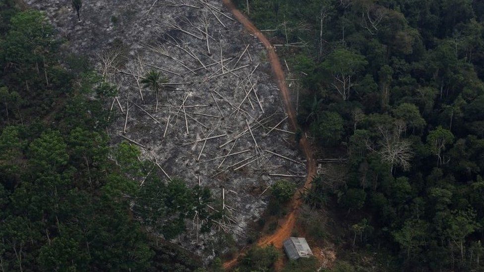 Brazil S Amazon Deforestation Surges To 12 Year High c News