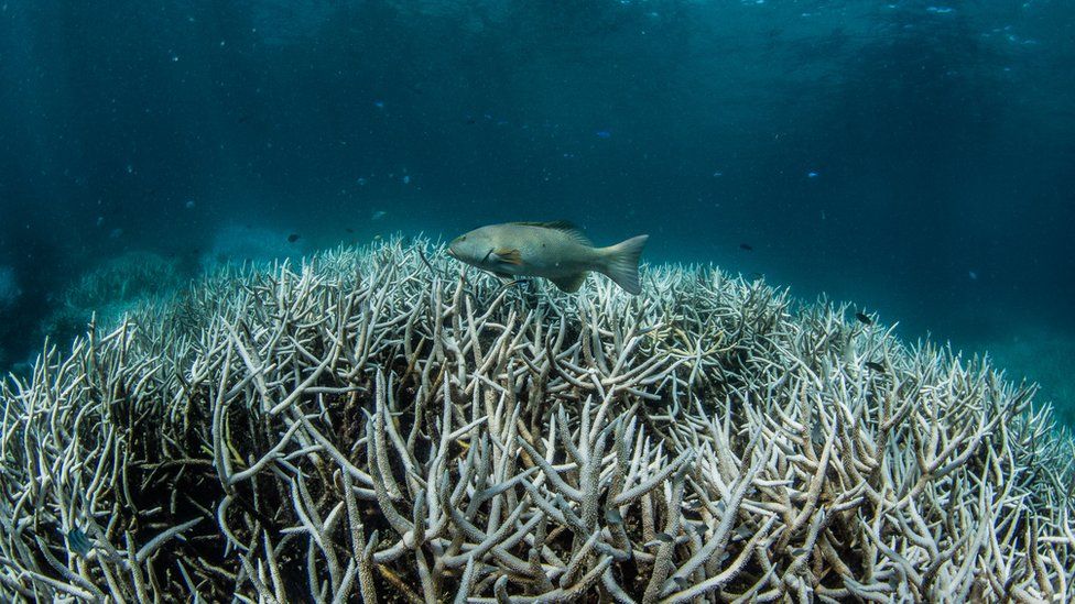 Great Barrier Reef: New mass bleaching event hits World Heritage site ...