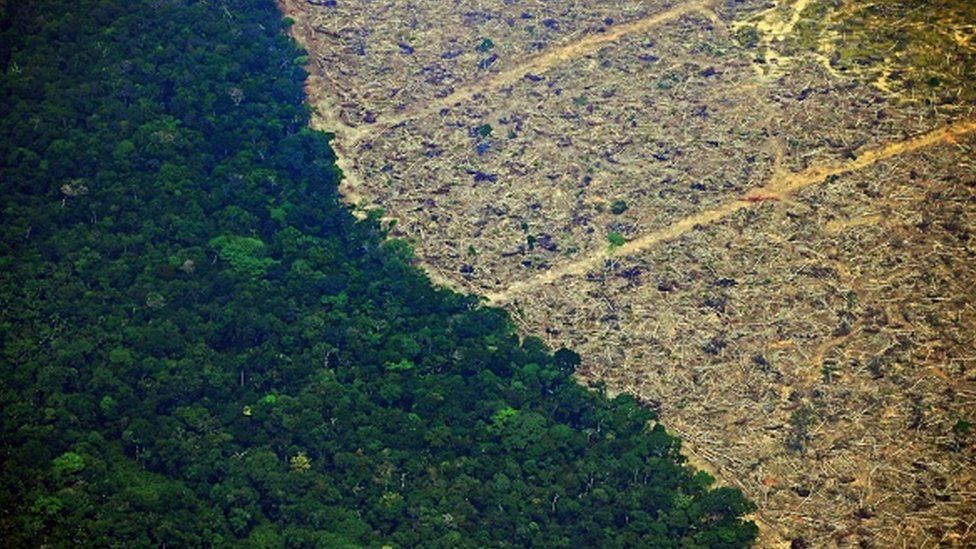 Brazil S Amazon Deforestation Rises Ahead Of Dry Season c News