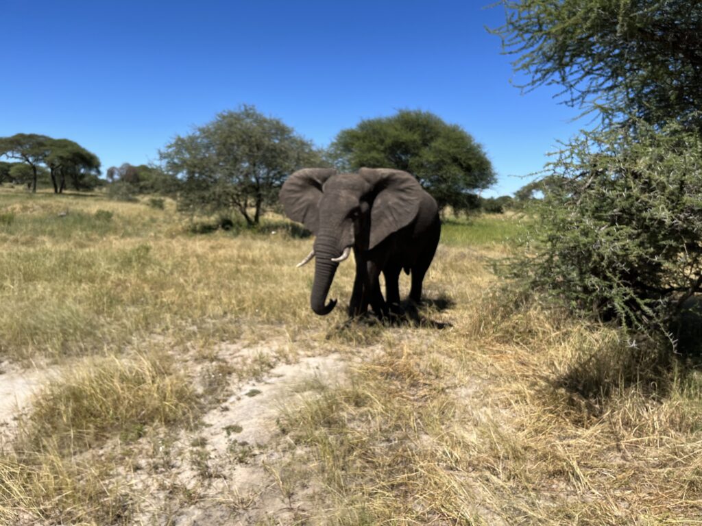 Africa safari