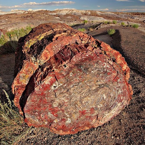 Petrified Wood