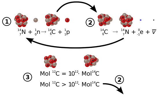 1. Formation of Carbon-14
2. Decay of Carbon-14
3. The 