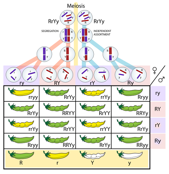 Table showing how genes exchange according to segregation or independent assortment during meiosis and how this translates into the Mendel's Laws.