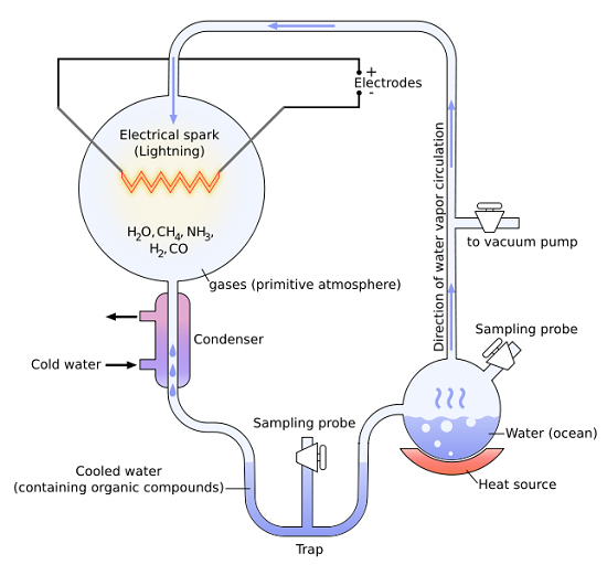 Miller-Urey experiment (1953).