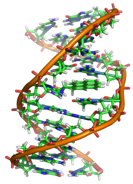 DNA Covalently Bonded to the Cancer-Causing Mutagen in Tobacco Smoke, benzo[a]pyrene.