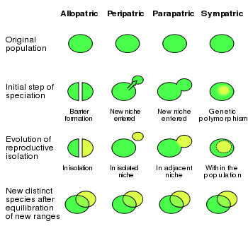 Spatial Aspects of Speciation