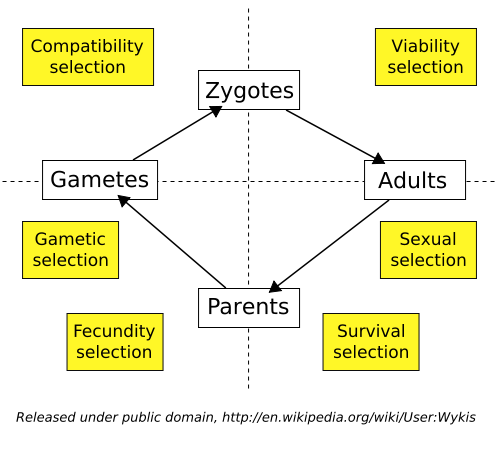 The life cycle of a sexually reproducing organism.