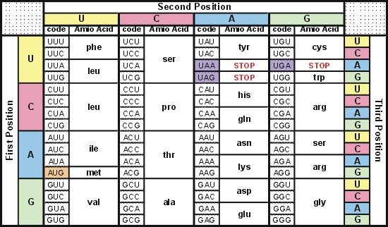 RNA/DNA Codon Table