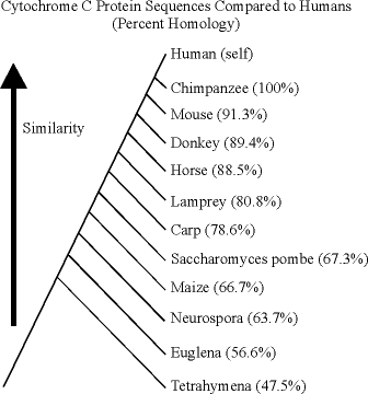 Cytochrome C Protein Sequences Compared to Humans