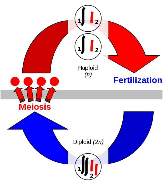 The sexual cycle