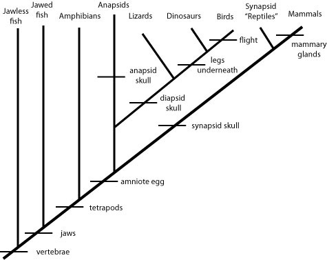 Cladogram