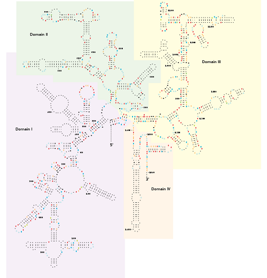 16S rRNA secondary structure