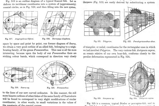 Illustration from On Growth and Form