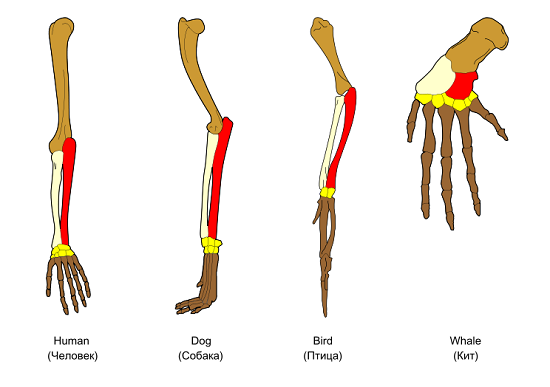 Homology in vertebrates